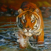Bengálsky tiger. Akryl.