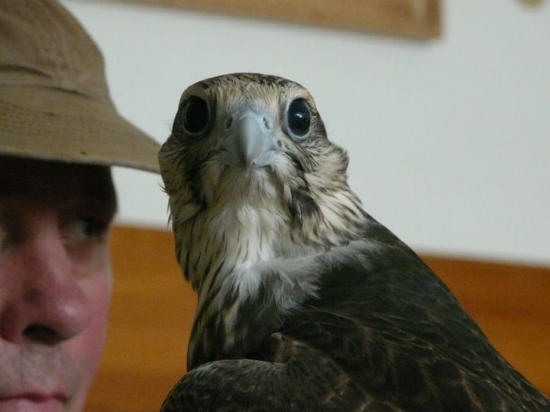 Prvý deň - z voliéry.