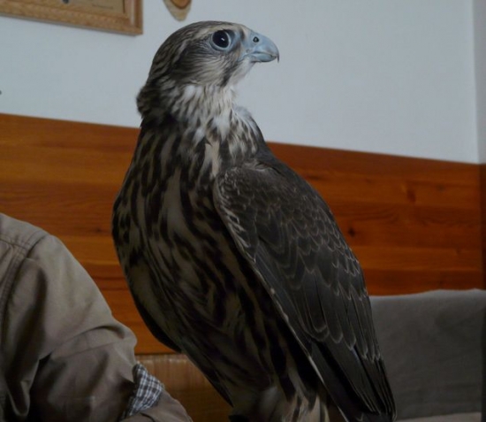 Prvý deň - z voliéry.