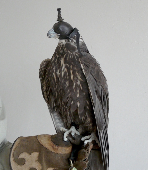 Prvé chvíľe po vybratí z voliéry.