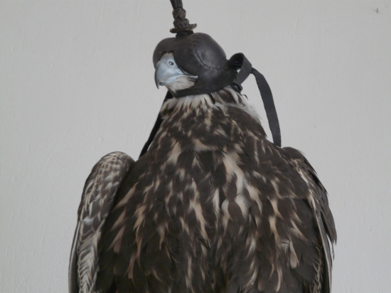 Po vybratí z voliéry...