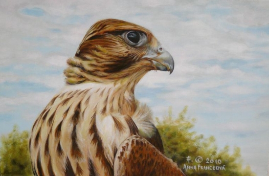 Samec rároha. Akryl.