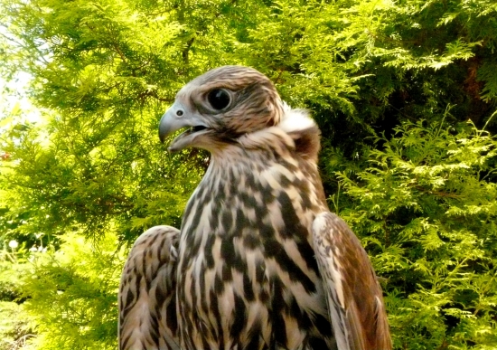 ...dnes z voliéry...