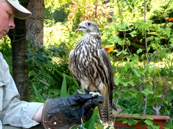 Včera na záhrade - krotenie...