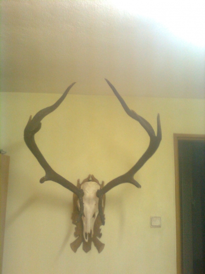 najdeny pri praci v lese