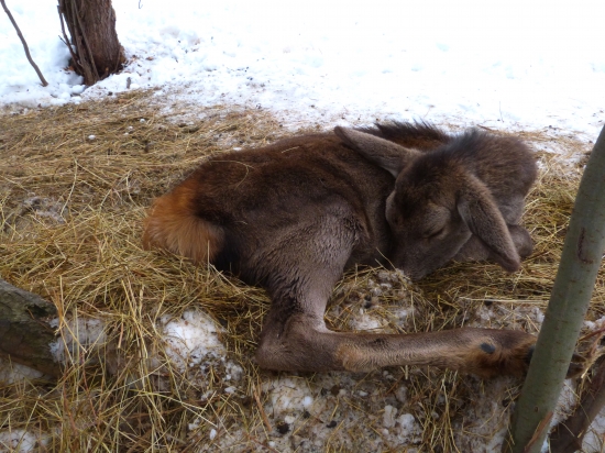 a zaspala navždy....