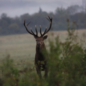 Peter pan a jeho kamoš