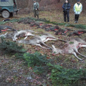 Spoločná poľovačka Horná Ves