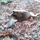 Muflónka s jedným okom