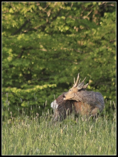 capreolus capreolus