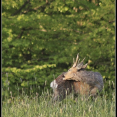 capreolus capreolus