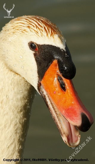 Keď syčí labuť