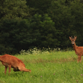 V skorých ranných hodinách...