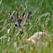 Vo vysokej tráve...