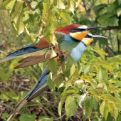 Včelárik zlatý...