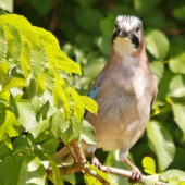 Ja ťa za tým stromom vidím!