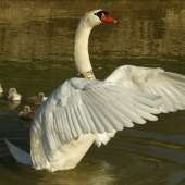 Nepribližuj sa k mojím deťom !