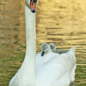 Na maminke je najlepšie!