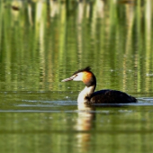 Potápka chochlatá...