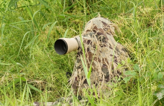 Čakanie na srnca...