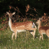 Mamí,mám sa aj ja pozrieť do objektívu?