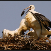 No poď do úst myška...