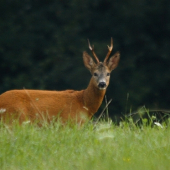 Ranná atmosféra (u nás pred rujou)..