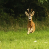 presvedčil ma ,že vie lietať..