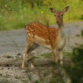 Vynikajúce lízatko...