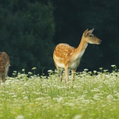 Aha tam dole už svieti slniečko...