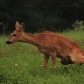 Počuješ ma! Teraz nefoť!!!