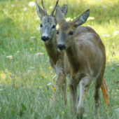 Ja si ťa aj tak chytím...