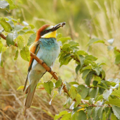 Včelárik zlatý...