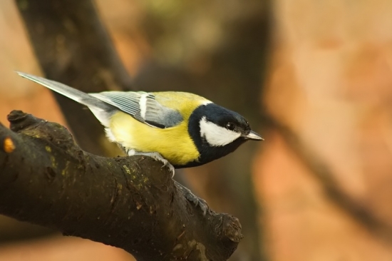 Sýkorčička maličká :)