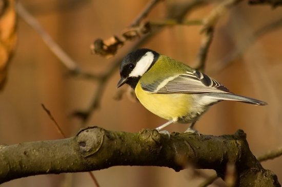 Sýkorčička maličká :) 2