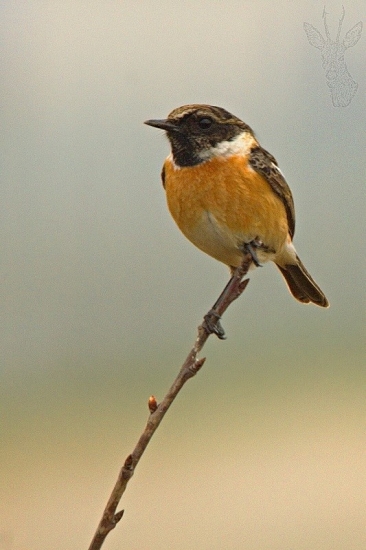 Prhľaviar čiernohlavý ..