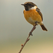 Prhľaviar čiernohlavý ..