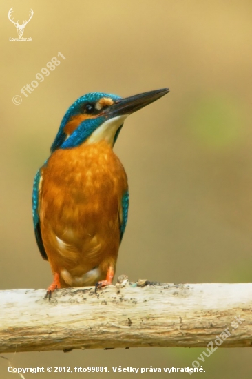 Alcedo atthis