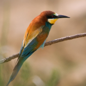 Včelárik zlatý...prvý tohtoročný