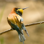 To strašne svrbíí!