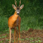 Fešáčisko ... Number one ...