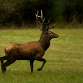 Prefíkané jelene vs Ja.Aneb stále prehrávam...