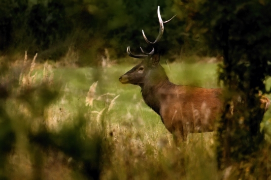 Vedel ako si (ne)zastať !
