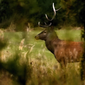 Vedel ako si (ne)zastať !