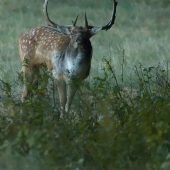 Ale po mne slintal  ...