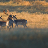 Fešak a jeho družky ...