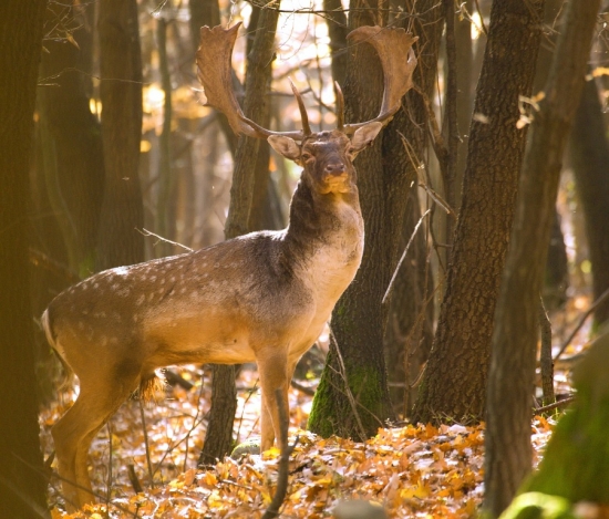 Jeden z pánov rujoviska,ktorý rád pózuje.