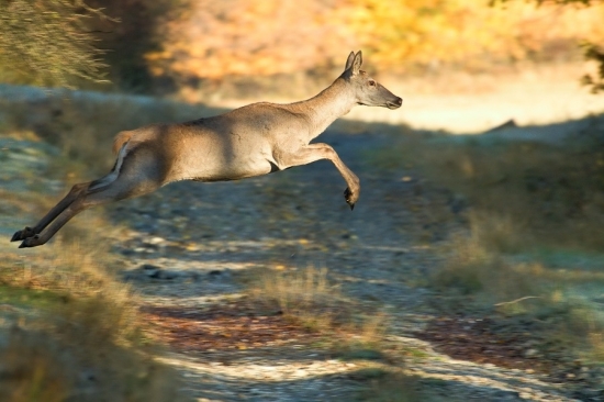 Skok do diaľky  ...