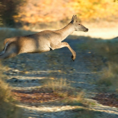 Skok do diaľky  ...