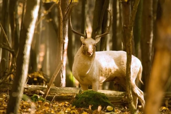 Beloch ..Hlavne nenápadne.